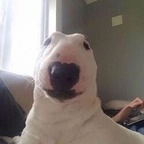 Free access to (amaaterasuu) Leaked OnlyFans 

 profile picture