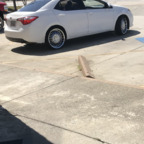 longblack (Dl Nigga go getter) free OnlyFans Leaked Pictures & Videos 

 profile picture