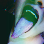 lupitahellqueeen (Tonguequeen) OF Leaked Pictures & Videos [!NEW!] profile picture