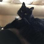 mittens (u2199065) OnlyFans Leaked Content 

 profile picture