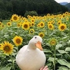 shyred OnlyFans Leak 

 profile picture